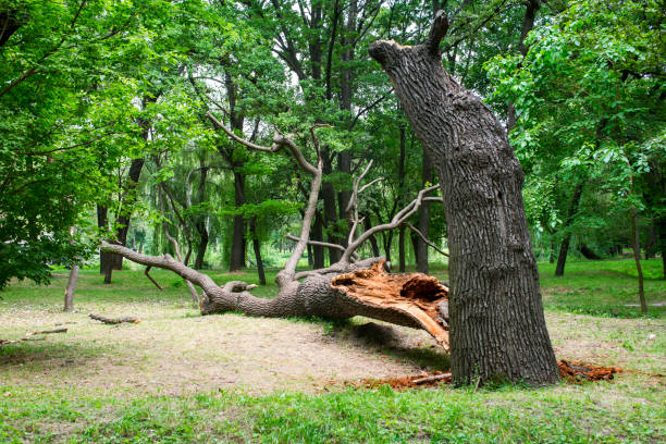 Best Tree Mulching  in Los Luceros, NM