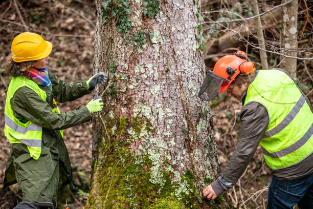 Best Tree Cabling and Bracing  in Los Luceros, NM